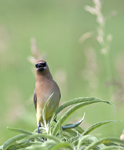 Cedar Waxwing 9386